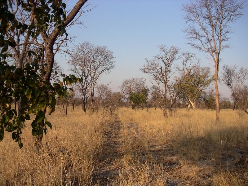 Old Track with high Grass