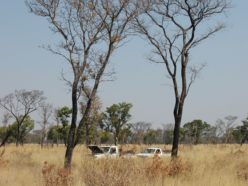 Two Pickups in high Gras