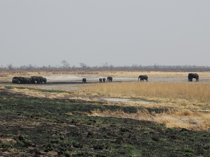 Elefants at Waterhole